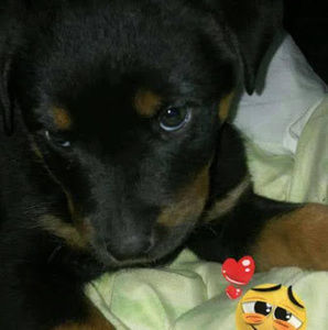 Meet your Posher, Bartola